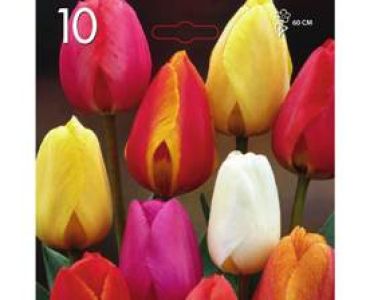 Лале Darwin Hybrid Mix 1 оп (10 луковици)